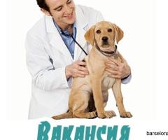 Работа Врачом-Ветеринаром, Полная Занятость
