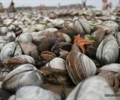 ПАРТНЕР В ГАЛИСИИ ПО ЗАКУПКАМ МОРЕПРОДУКТОВ